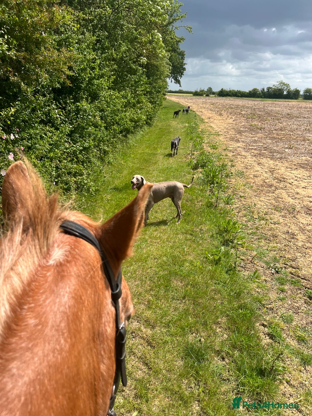 Weimaraner dogs for stud: Words of Wisdom in Bedford - Image 15