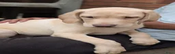 Labrador Retriever dogs for sale: Beautiful Labrador puppies  - Advert 3