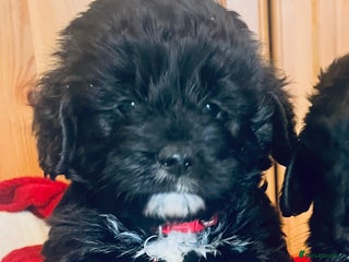 Cockapoo dogs Stunning F1 cockapoo puppy’s 💙 - Advert 5