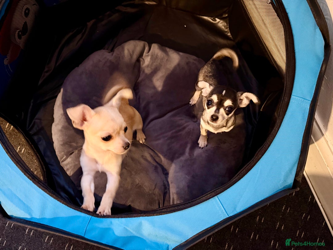 Chihuahua dogs for sale: Stunning and lovely chihuahua puppies for sale - Advert 5