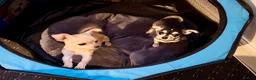 Chihuahua dogs for sale: Stunning and lovely chihuahua puppies for sale - Advert 4