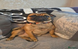 Mixed Breed dogs for sale: Beautiful Walter - Image 1