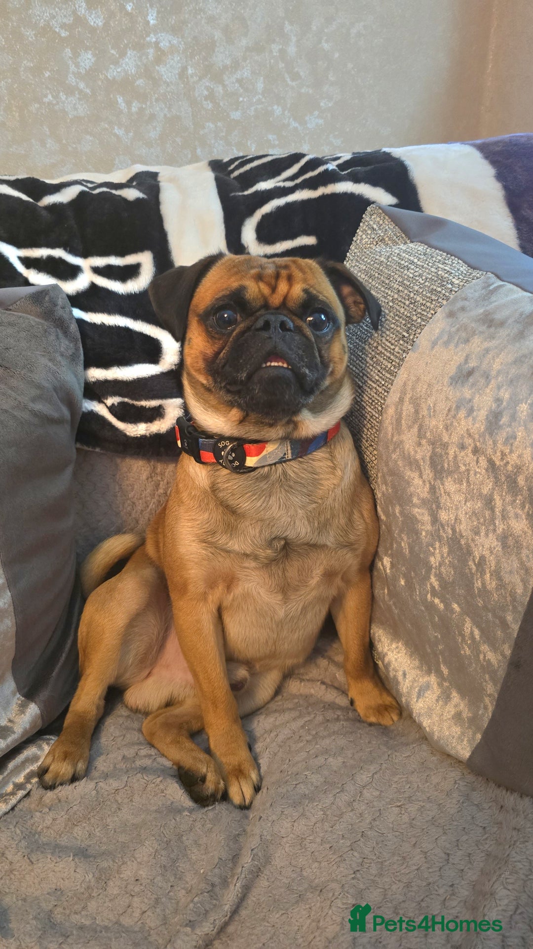 Mixed Breed dogs for sale: Beautiful Walter - Image 1