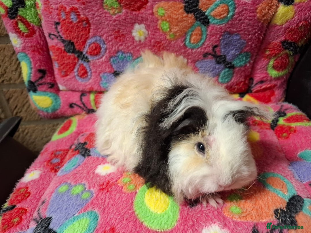 Guinea Pig rodents for sale: Baby Longhaired/ Longhaired Retired Young Adults. - Advert 7