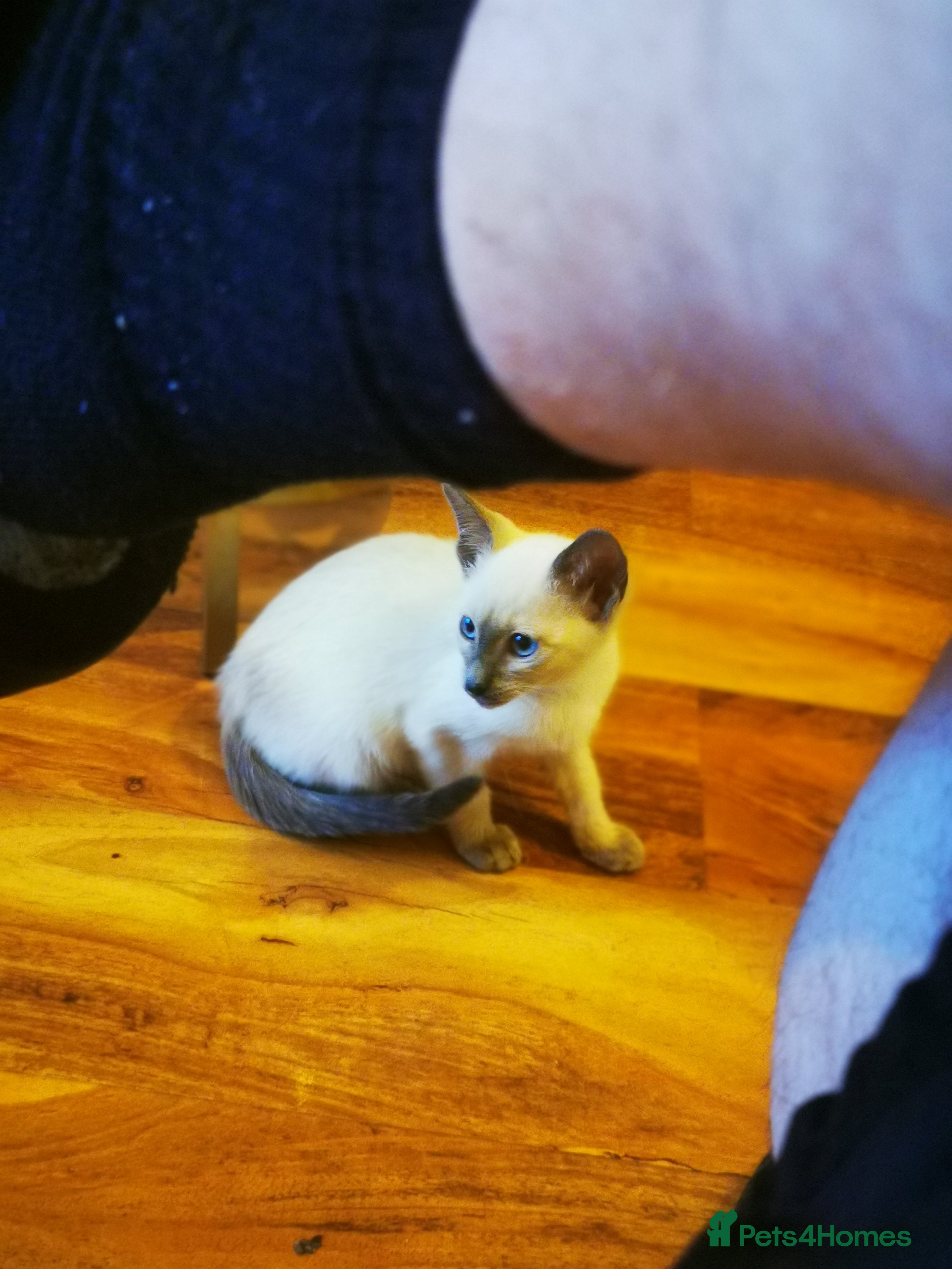 Siamese cats Blue point siamese female kitten - Advert 1