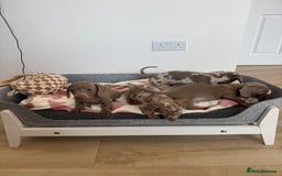 Miniature Dachshund dogs for sale: Miniature dachshunds for sale  - Image 3