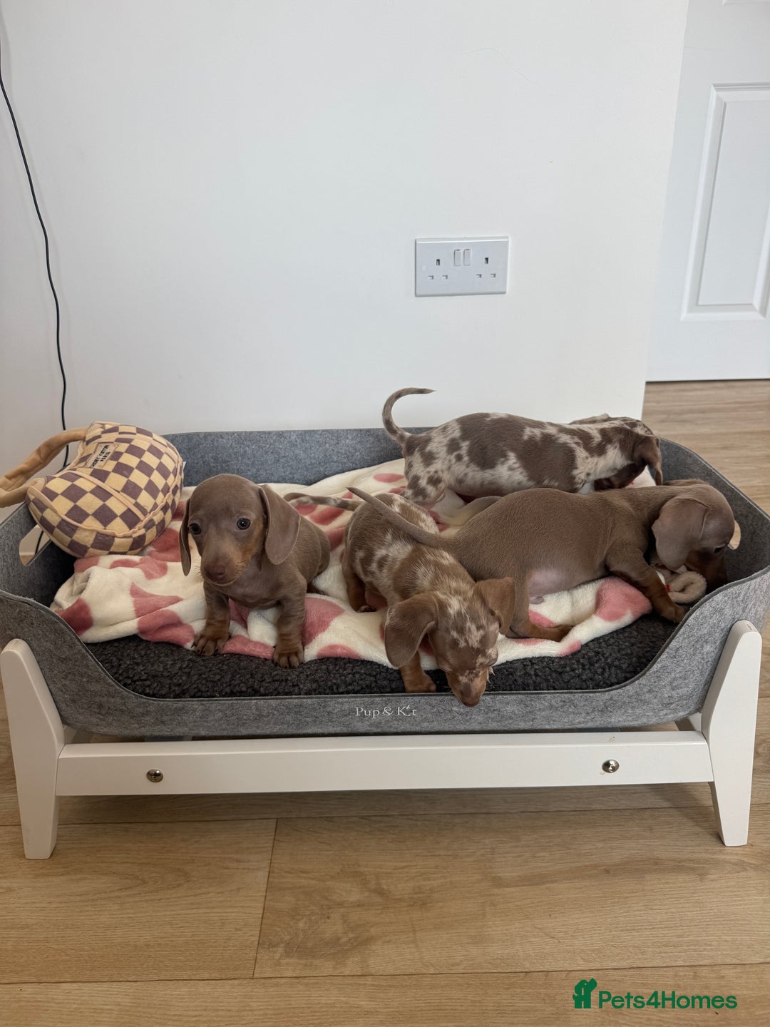 Miniature Dachshund dogs for sale: Miniature dachshunds for sale  - Image 3
