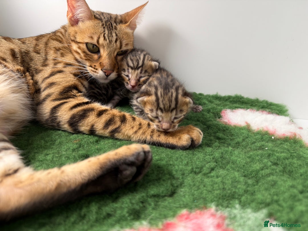Bengal cats for sale: Exceptional show quality Brown TICA registered 🥰 - Image 39
