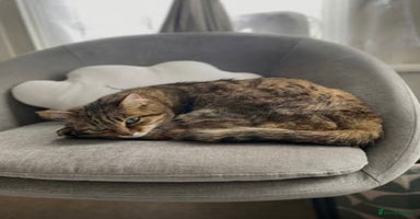 Bengal cats - Advert 1