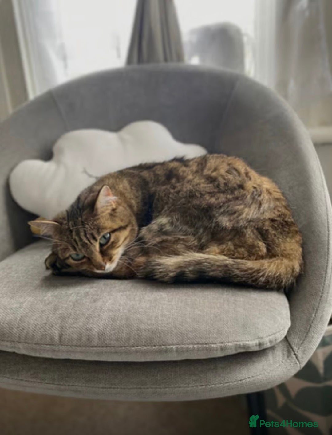 Bengal cats for sale: 6 year old female half Bengal half Persian cat  - Image 3