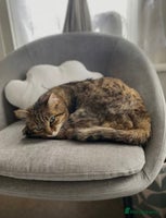 Bengal cats - Advert 6