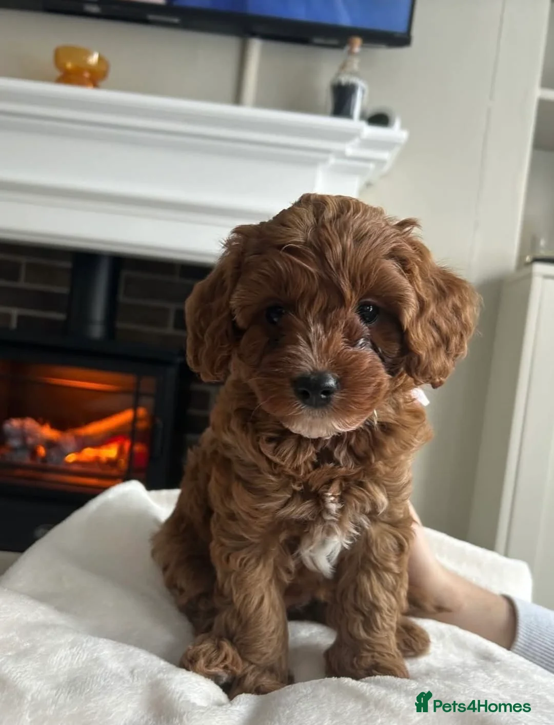 Cavapoo dogs for stud: Proven Toy Cavapoo Stud Extensively Health Checked in Preston - Advert 18