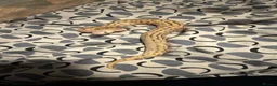 Python Snake reptiles for sale: Royal pythons  - Advert 16