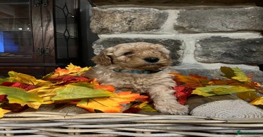 Miniature Poodle dogs Very well bred KC Miniature Poodles - Advert 1