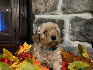 Miniature Poodle dogs Very well bred KC Miniature Poodles - Advert 10