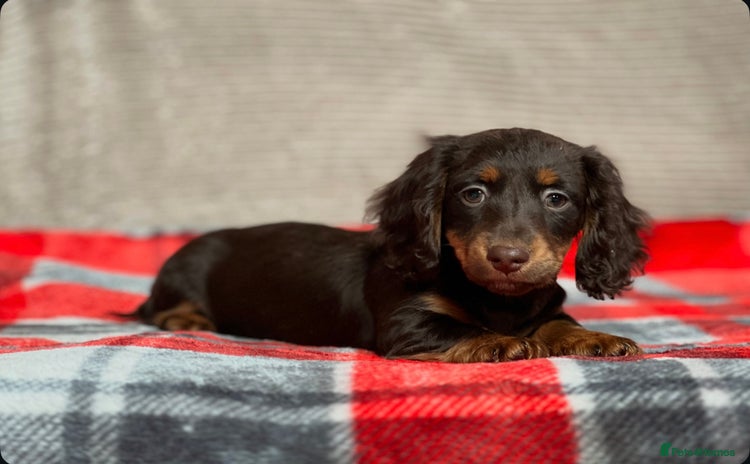 Miniature Dachshund dogs - Advert 2