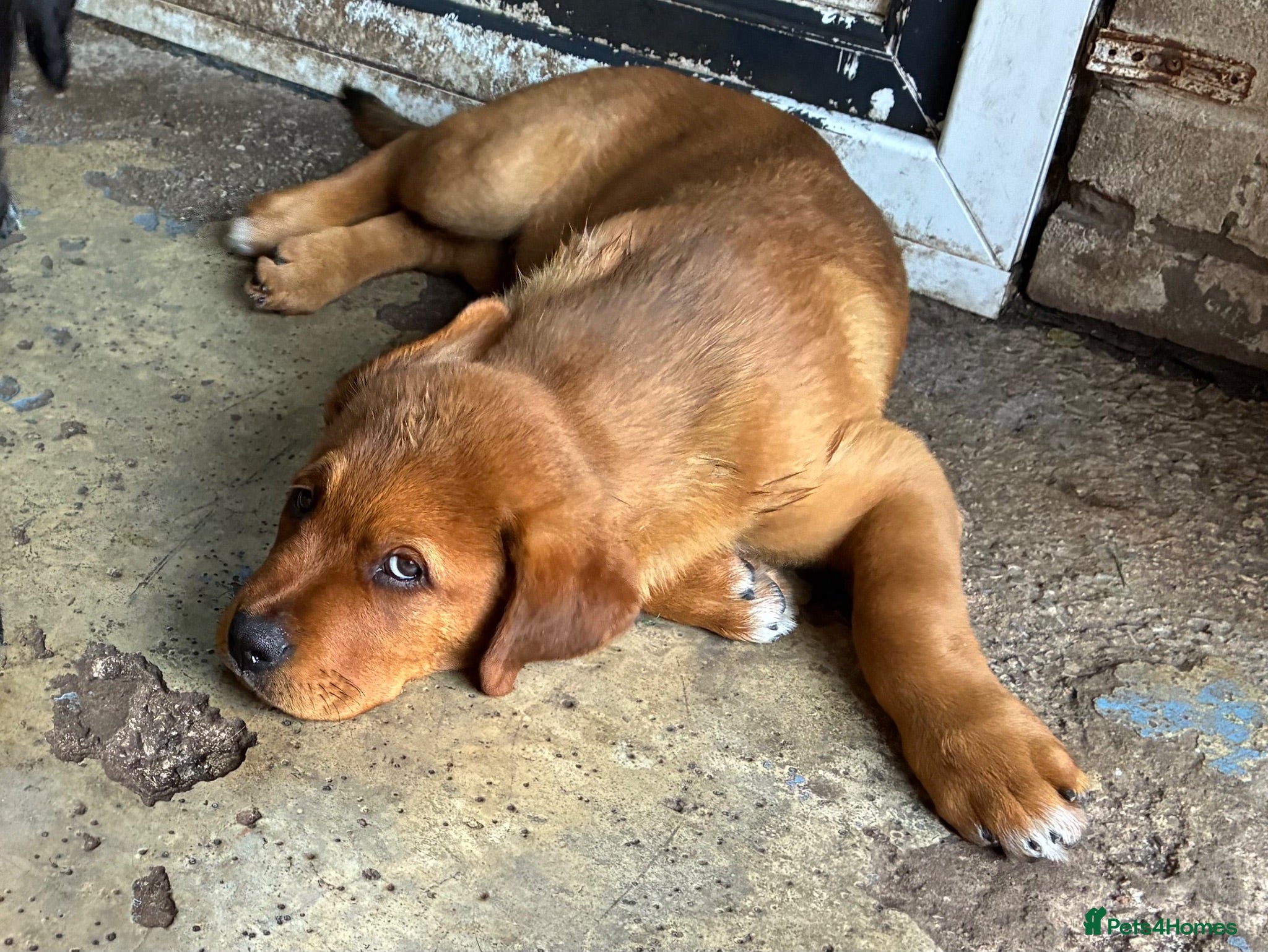 Mixed Breed dogs Central Asian Shepard x Rottweiler Puppies - Advert 2