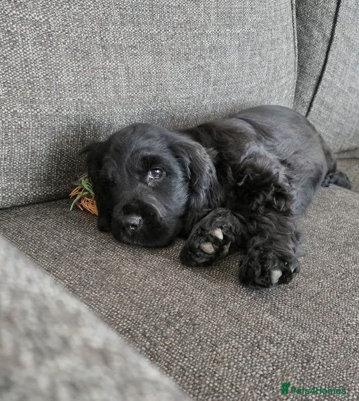 Cocker Spaniel dogs Show quality!  - Advert 2