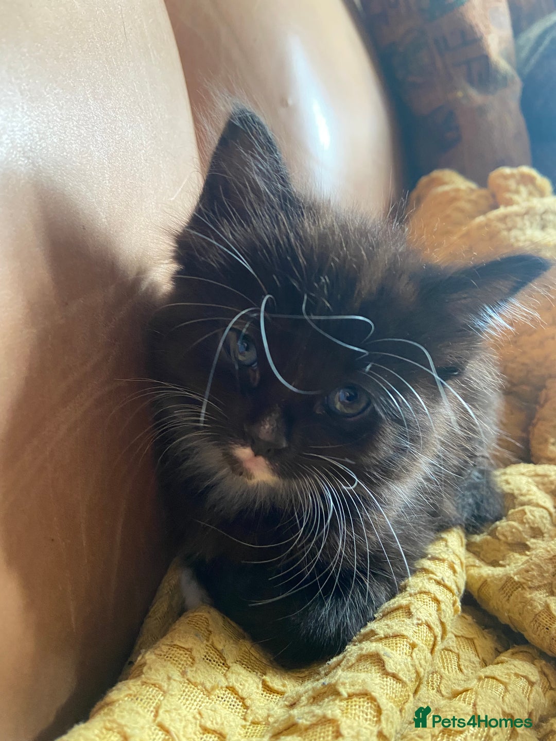 Maine Coon cats for sale:  3 Beautiful Maine coon mix kittens left for sale  - Advert 9