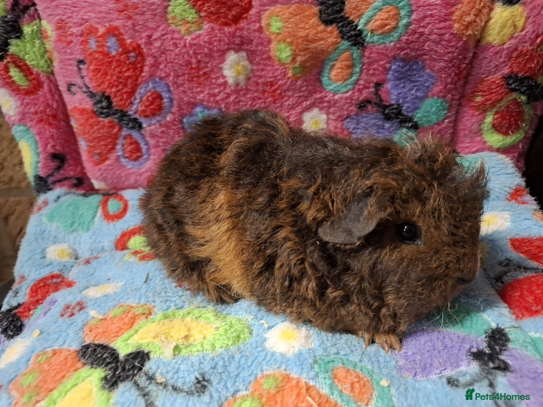 Guinea Pig rodents for sale: Baby Longhaired Boars /Merino/Texel/Coronet - Advert 7