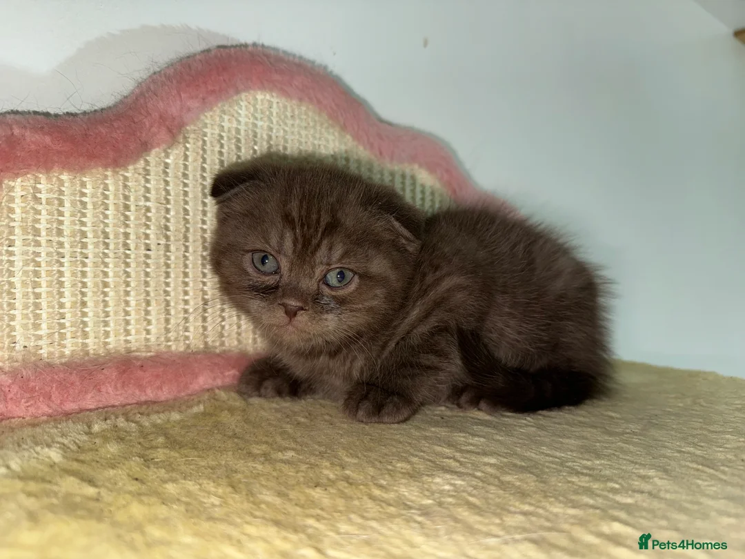 Scottish Fold cats for sale: Stunning BSH X Fold choc Boy  - Advert 8