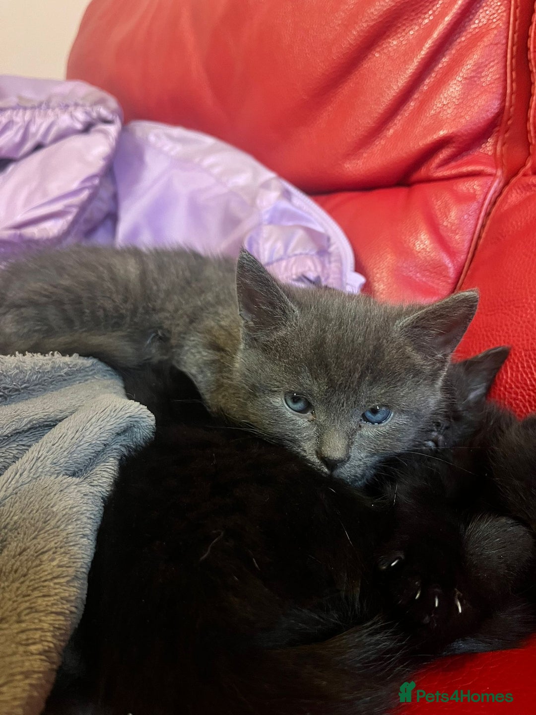 British Shorthair cats for sale: Little and cute kittens ready to go to new home - Image 8