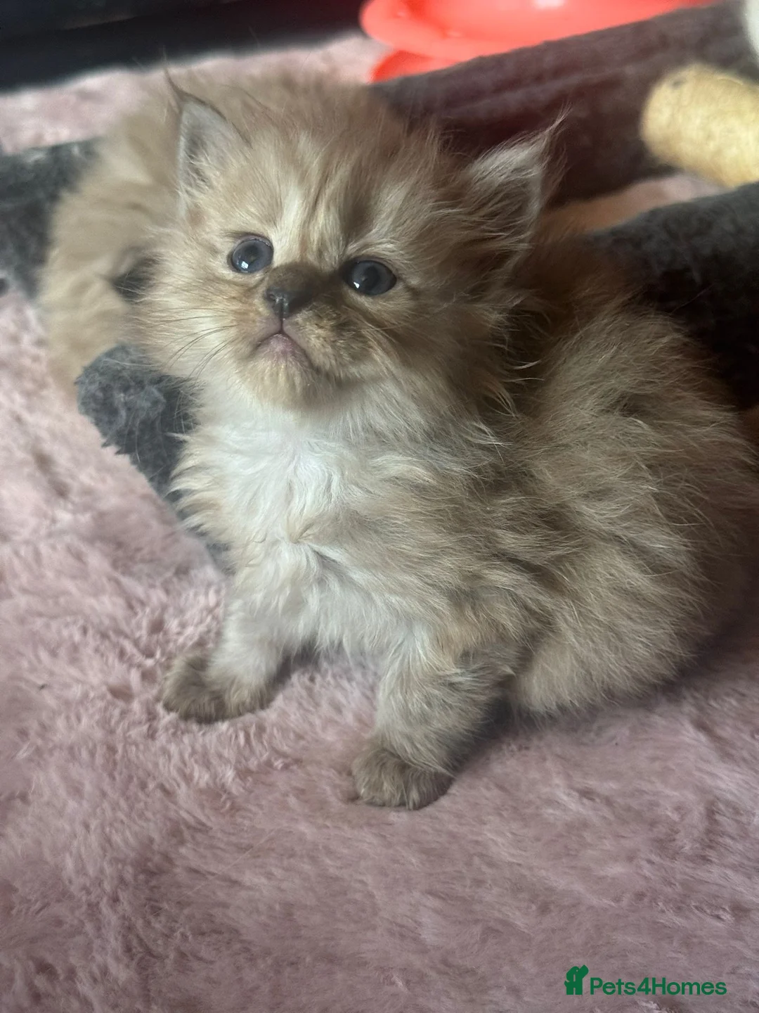 Ragdoll cats for sale: Very rare colour cherubim ragdoll in Jarrow - Advert 5