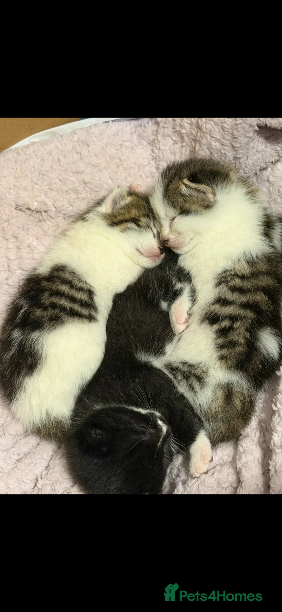 Mixed Breed cats for sale: 4 beautiful kittens  - Advert 6