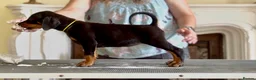 Dobermann dogs for sale: READY NOW- Outstanding KC Dobermann Pups🇧🇷 - Advert 15