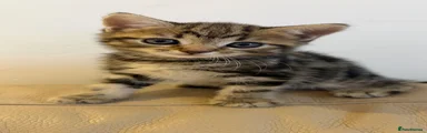 Female Tabby 1
