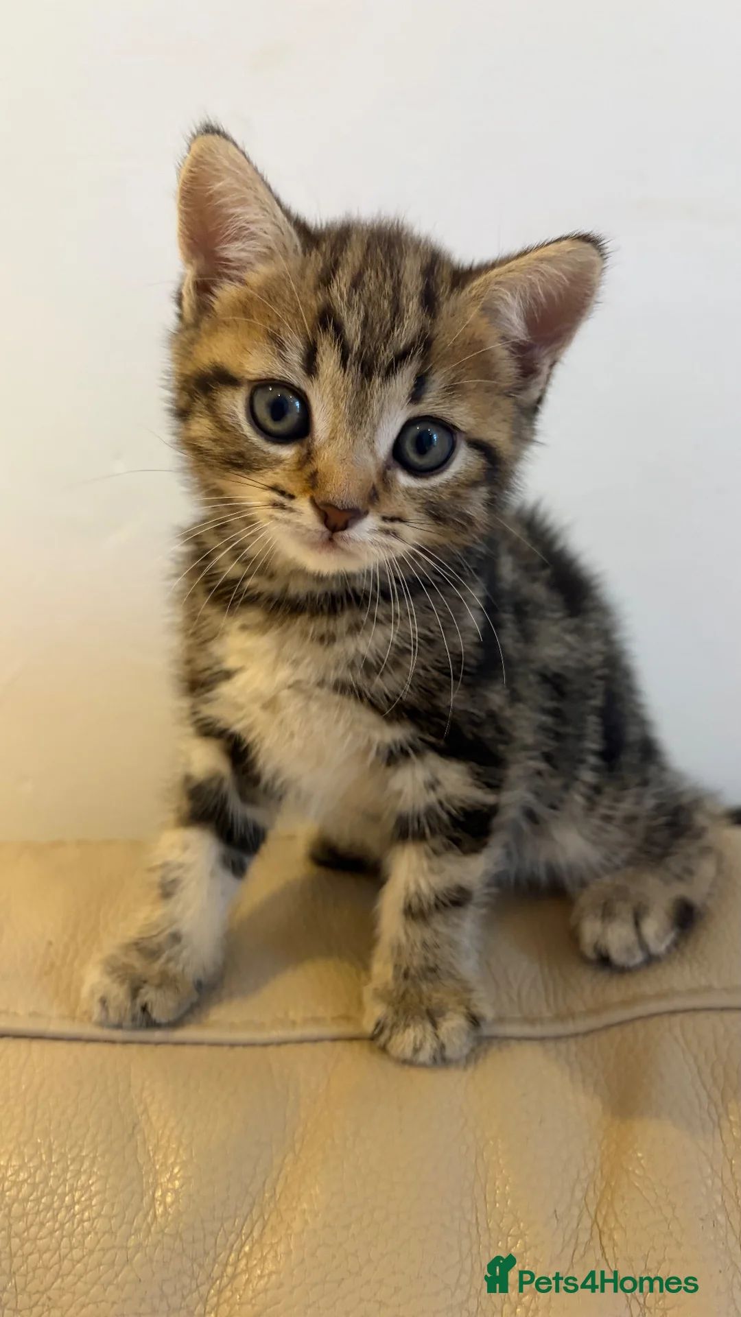 European cats for sale: 6 beautiful kittens for sale! - Advert 2