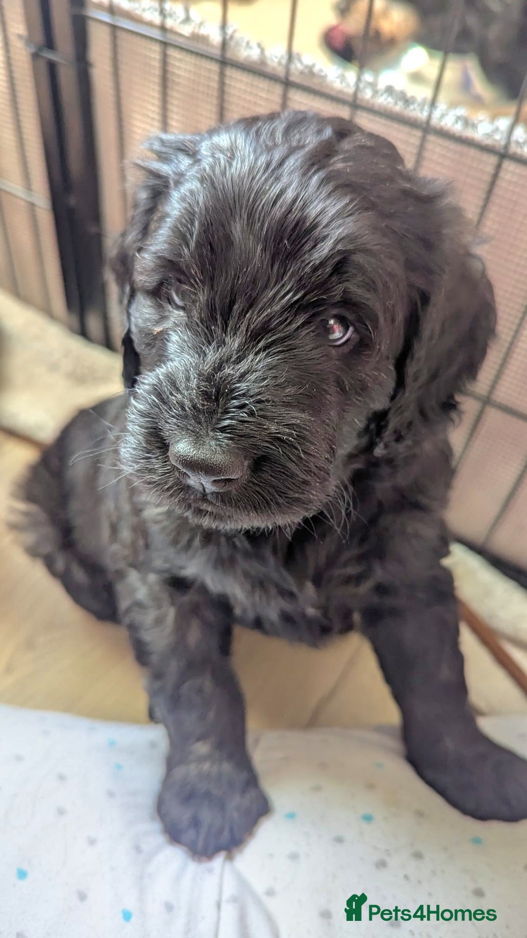 Mixed Breed dogs for sale: Bernedoodle  - Advert 8