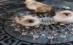 Ragdoll cats for sale: The most beautiful and adorable Ragdoll kittens  - Image 28
