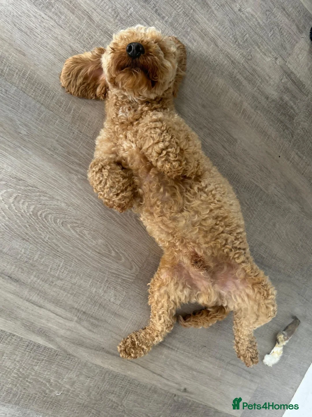 Mixed Breed dogs for sale: Springer spaniel and F2B cockapoo  in York - Advert 2