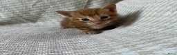 Mixed Breed cats for sale: Beautiful Kittens For Sale  - Advert 5