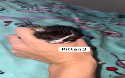 Domestic Shorthair cats for sale: 3 beautiful kittens - Image 12