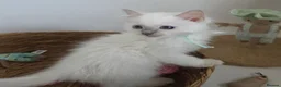 Ragdoll cats for sale: GCCF REGISTERED PEDIGREE RAGDOLL KITTENS  - Advert 18