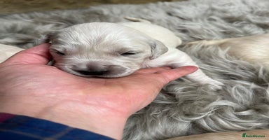 Golden Retriever dogs - Advert 15