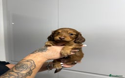 Miniature Dachshund dogs for sale: Beautiful Longhair miniature Dachshund - Image 18
