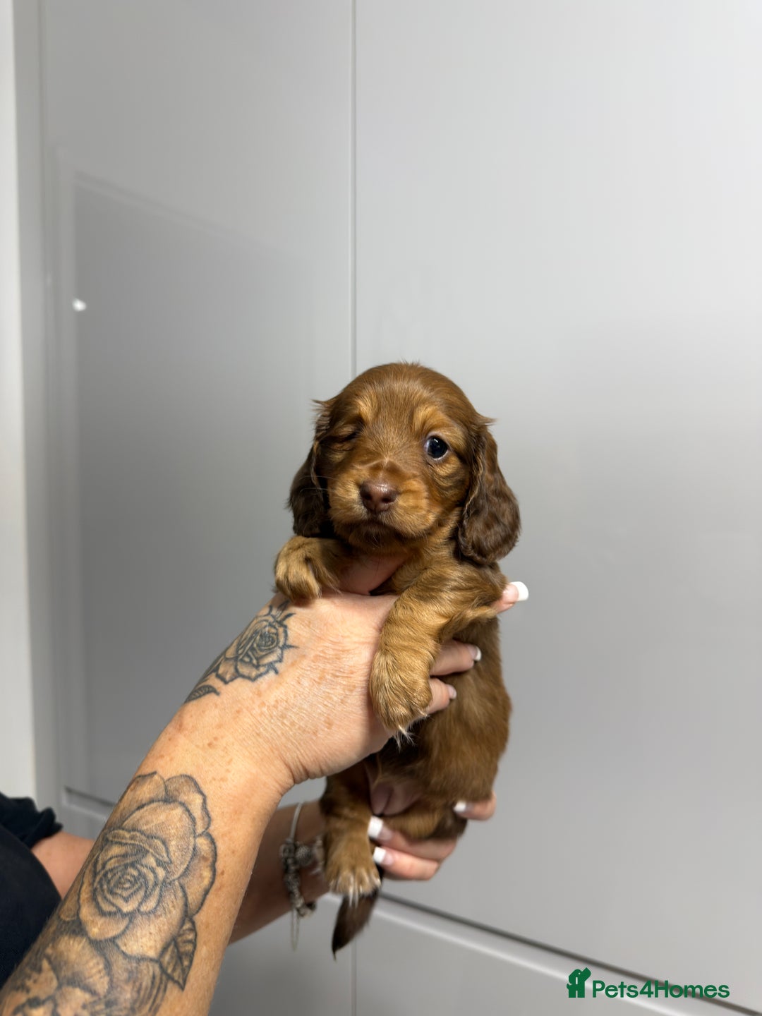 Miniature Dachshund dogs for sale: Beautiful Longhair miniature Dachshund - Image 18