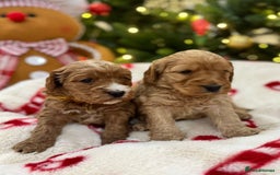 Cockapoo dogs for sale: F1 Golden Cockapoo 5 star fully health tested  - Advert 2