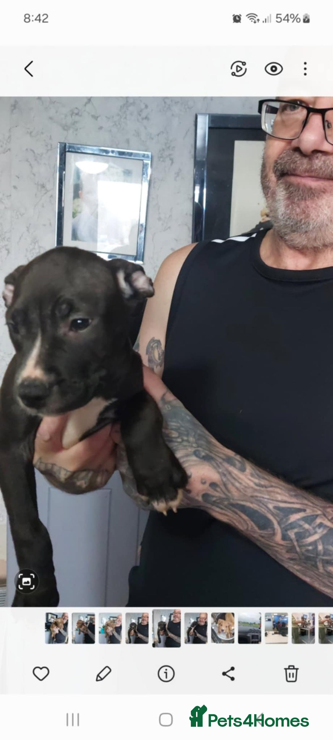 Mixed Breed dogs for sale: Presa/American Johnson bulldog - Image 13