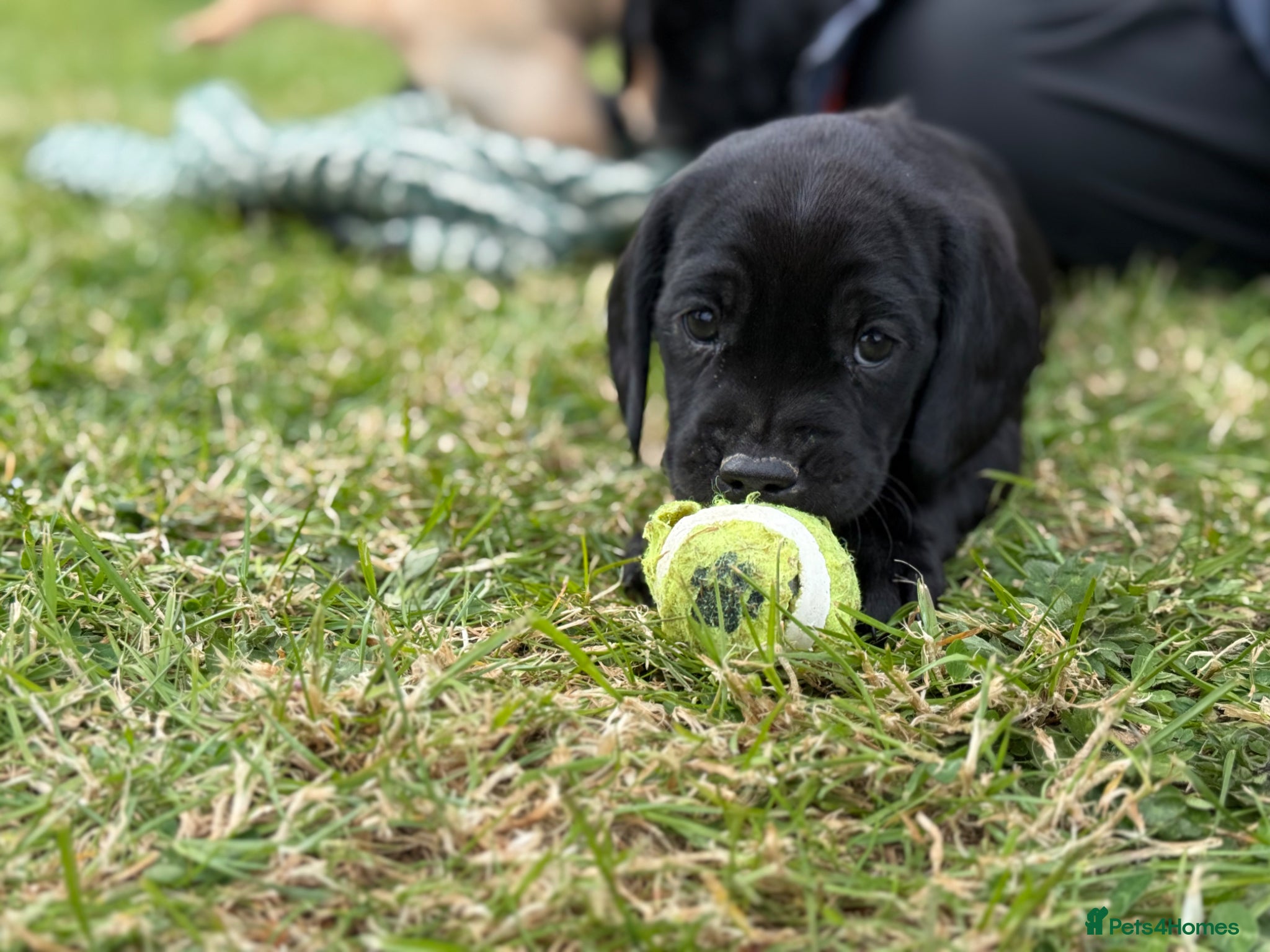Springador dogs for sale: Spaniel x Labrador puppies  - Advert 19