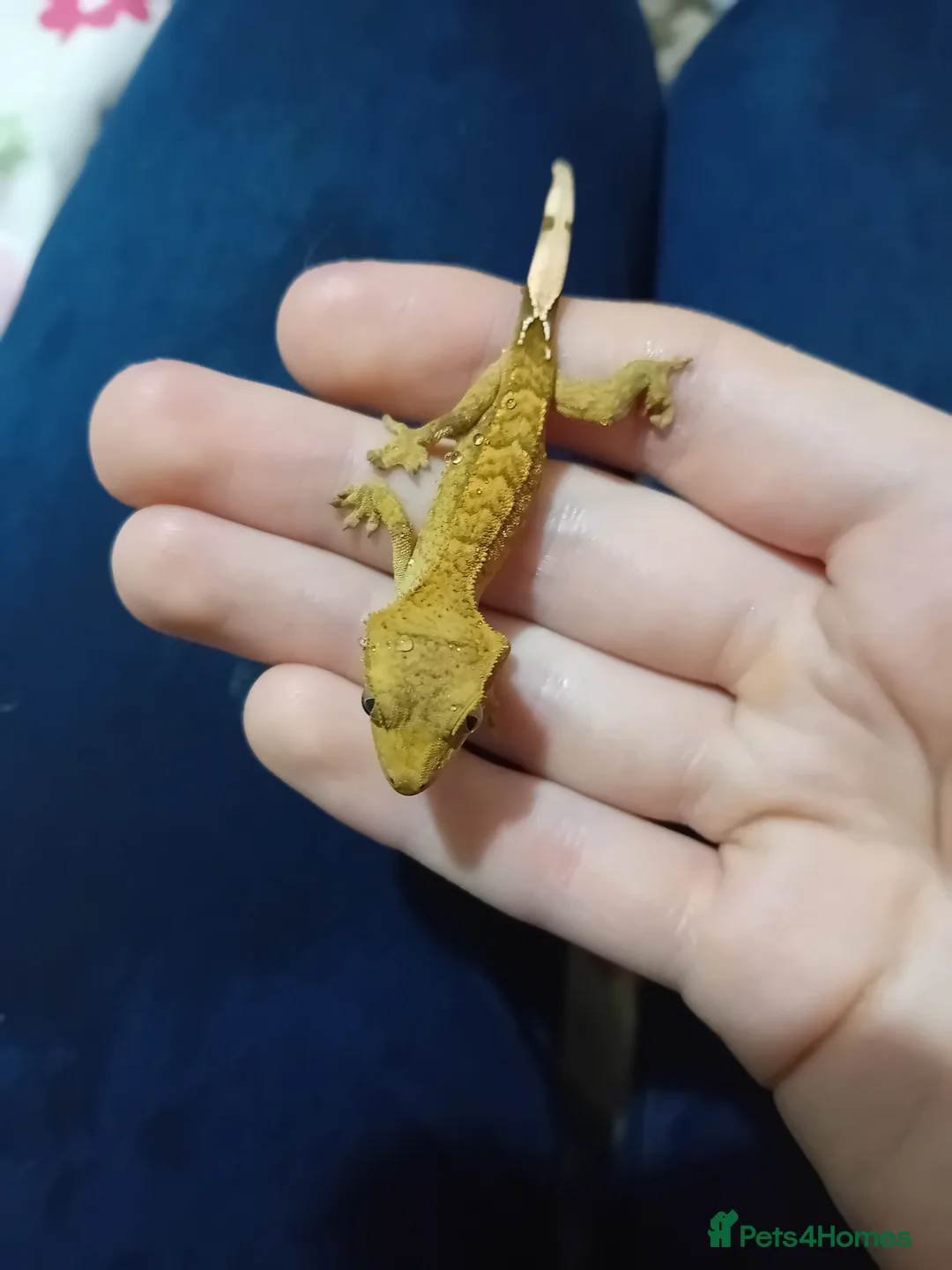 Gecko reptiles for sale: Multiple baby crested geckos for sale - Advert 1