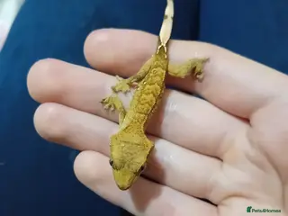 Gecko reptiles Multiple baby crested geckos for sale - Advert 1