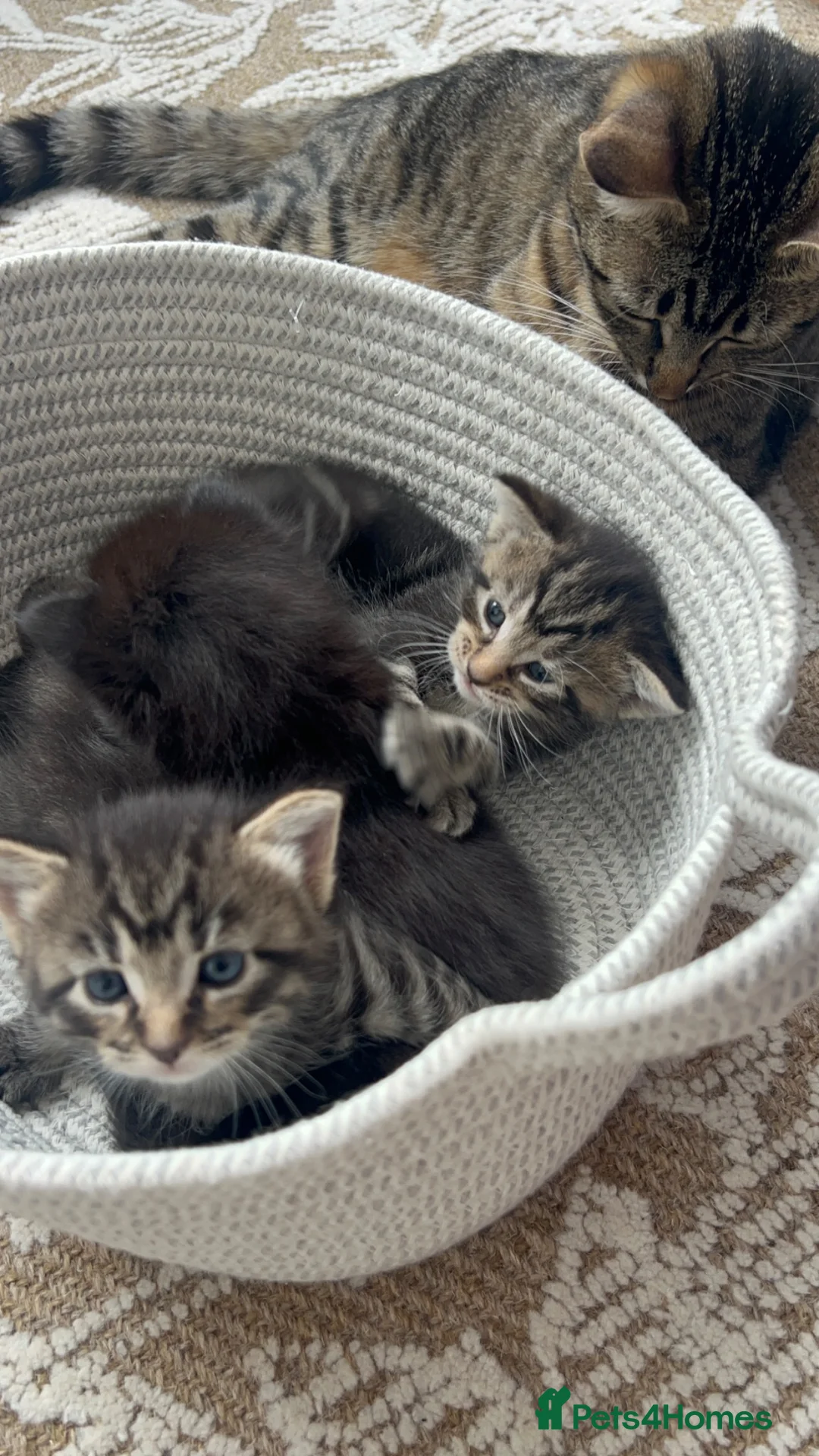 Mixed Breed cats for sale: Mixed Bengal  in London - Advert 2
