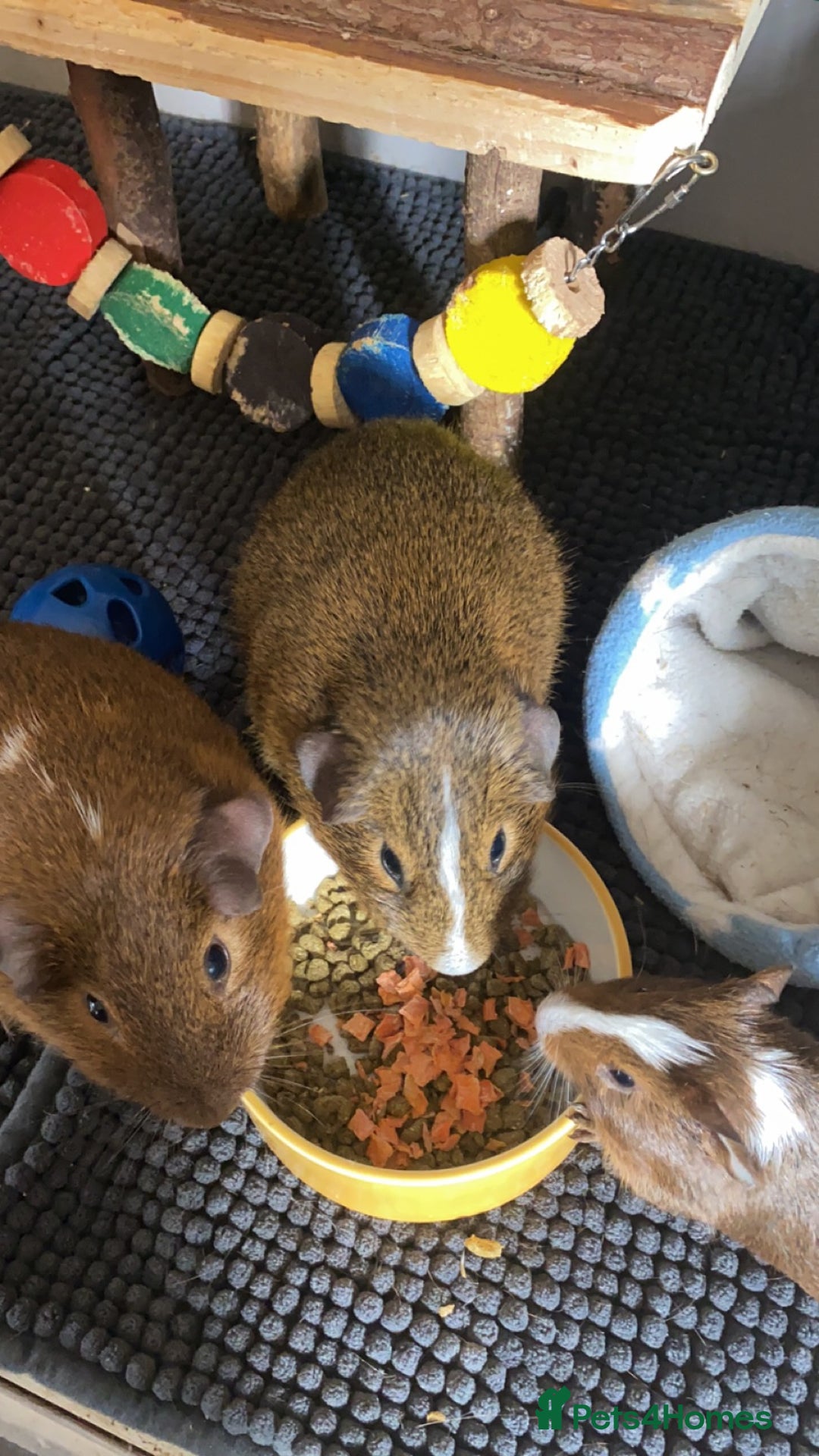 Guinea Pig rodents for sale: two male guinea pigs  - Advert 4