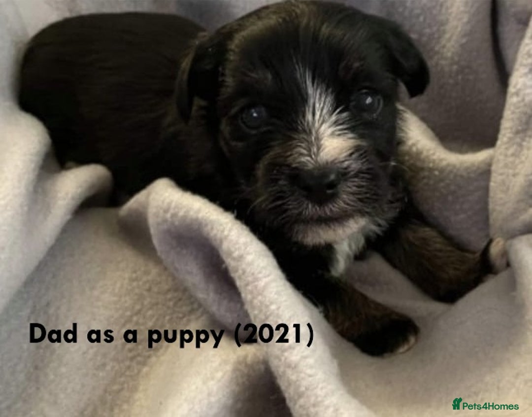 Shorkie dogs for sale: Beautiful Shorkie puppies for sale - Image 6