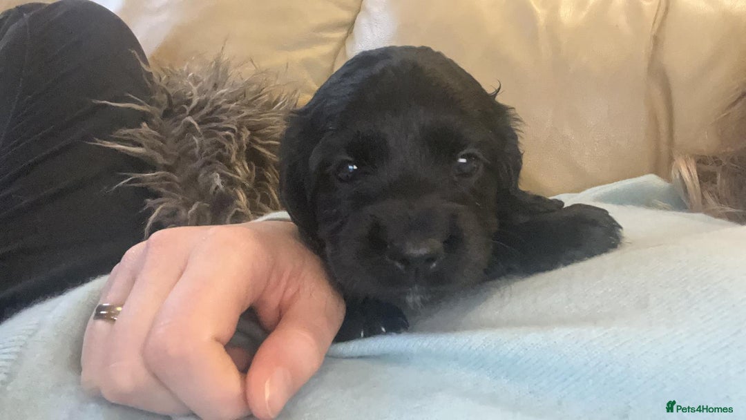 Cocker Spaniel dogs for sale: Gorgeous KC Working Cocker Spaniel Puppy Available - Image 36