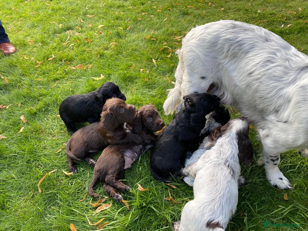 Cocker Spaniel dogs for stud: Chocolate Working Cocker for Stud  - Image 5